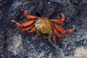 Big Red Crab