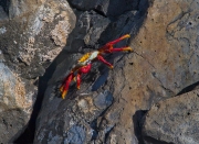 Crab In a Crevice