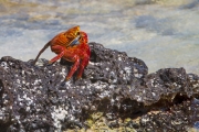 Crab On the Rock