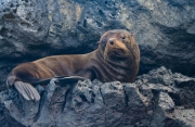 Seal On a Ledge
