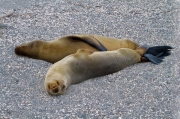 Two Seals