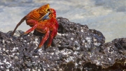 redcrab