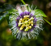 Passion Flower - Galapagos