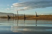 Dead Trees Along the River