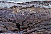 Large_Iguanas_on_the_Rocks